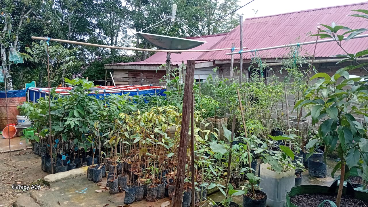 Manfaatkan Pekarangan, Dapur Hidup Wujudkan Pangan Mandiri di Tanah Bumbu